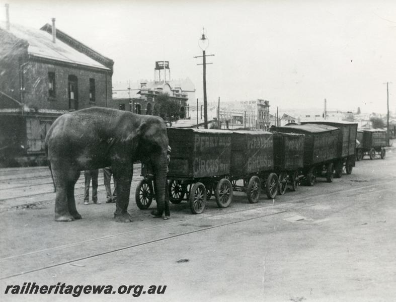 P00797
Elephant pushing Perry Circus road vans, Perth Goods yard
