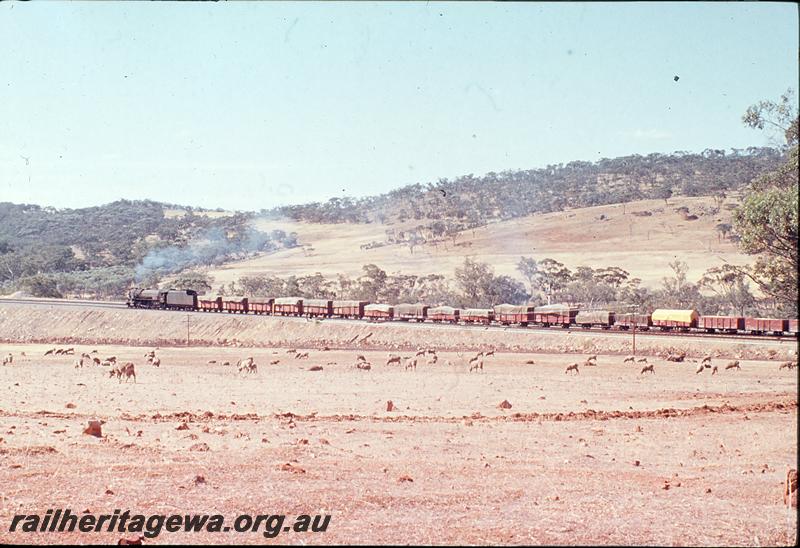 P12395
V class 1214, 24 goods, departing West Toodyay. Avon Valley line.
