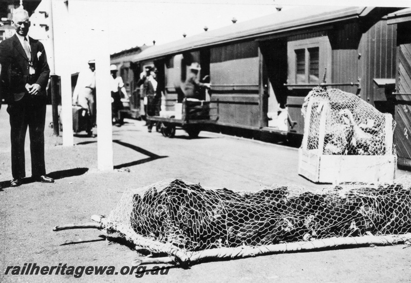 P16087
Transporting live poultry by rail. A crate of turkeys closest to the train while 'a stretcher' of hens in the foreground, Northam station, ER line.
