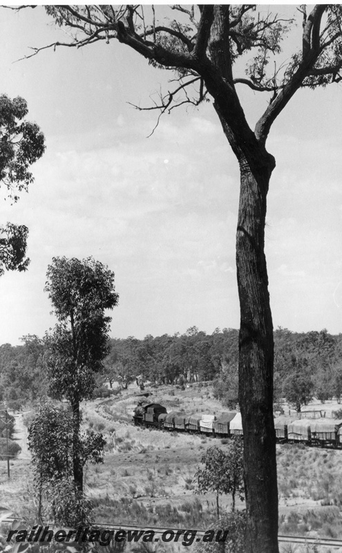 P17395
W class 911, on goods train to Wagin, leaving Bowelling, WB line, train in middle distance moving away from camera, viewed through trees
