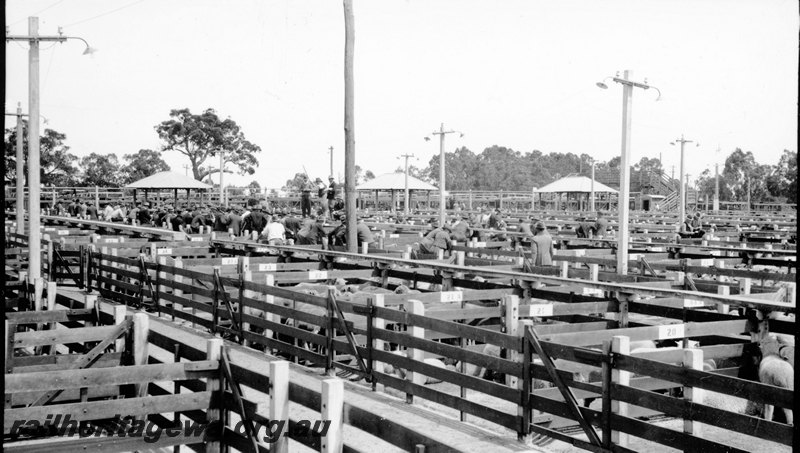 P22901
Livestock sale yards, stock, men, light poles, Midland, ER line
