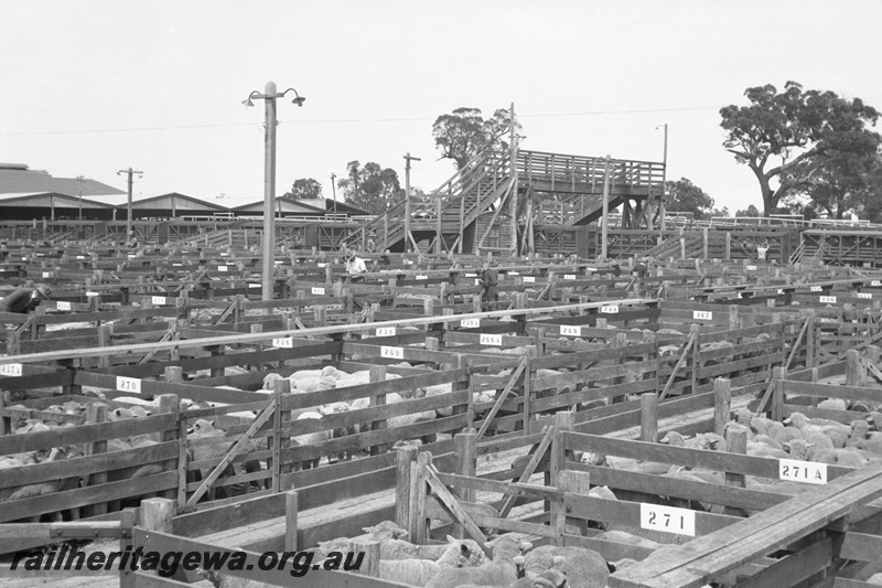 P23165
Sale yards, sheep, overhead footbridge, Midland Junction,  ER line, elevated view
