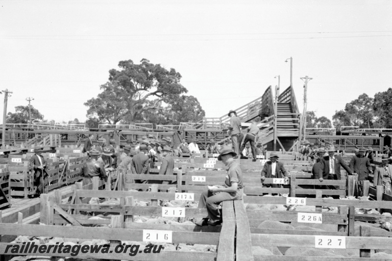 P23167
Sale yards, bidders, overhead footbridge, Midland Junction,  ER line, ground level view
