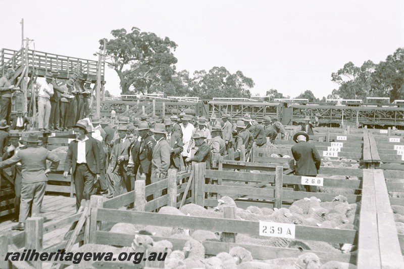 P23169
Sale  yards, bidders, overhead footbridge, stock train in background, Midland  Junction, ER line, view at ground level
