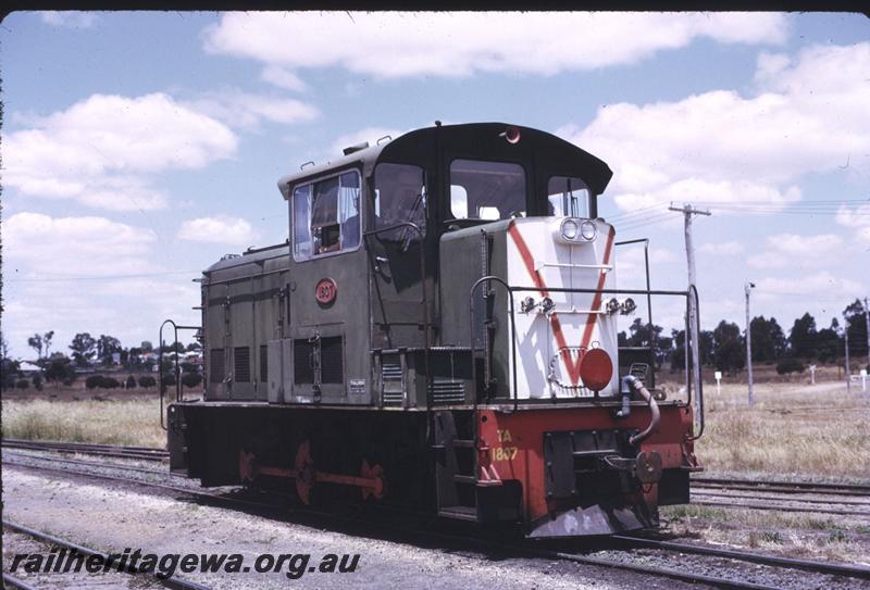 T02630
TA class 1807, Collie
